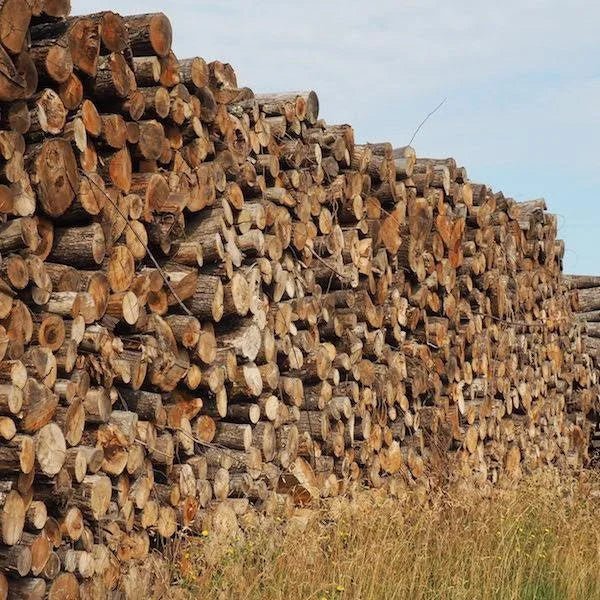 Camion di tronchi – Faggio, Quercia, Carpino – 30 steri