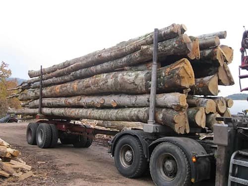 Camion di tronchi – Faggio, Quercia, Carpino – 25 steri